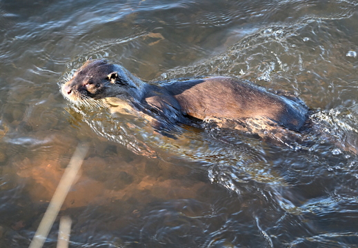 Otter
